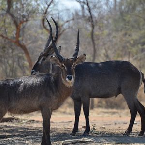Waterbuck South Africa