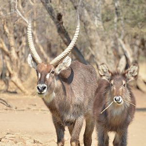 Waterbuck in South Africa
