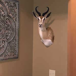 Springbok Shoulder Mount Taxidermy