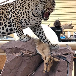 Leopard Mount Taxidermy Process