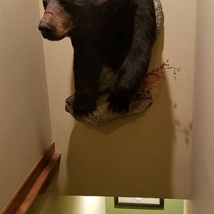 Bear Half Mount Taxidermy