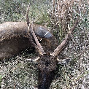 Sambar Deer Hunting USA