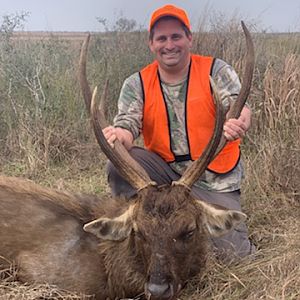 USA Hunting Sambar Deer
