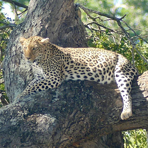 Leopard in the Kruger National Park South Africa