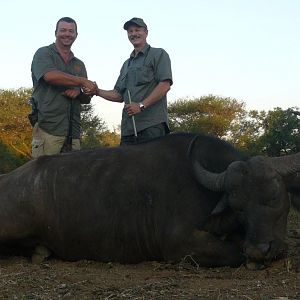 South Africa Hunting Cape Buffalo Cow