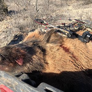 Texas USA Bow Hunt Eurasian Wild Boar