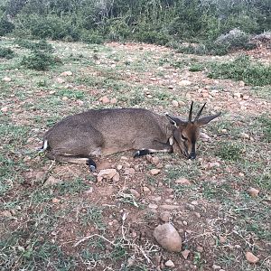 Hunt Duiker in South Africa