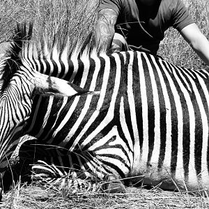 Hunting Hartmann Mountain Zebra in Namibia