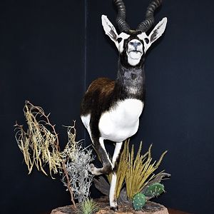 Blackbuck Half Mount Taxidermy