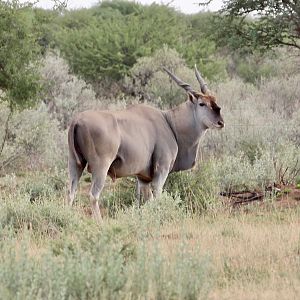 Eland Namibia