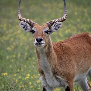 Red Lechwe in Namibia