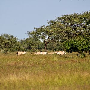 Gemsbok Herd in Namibia