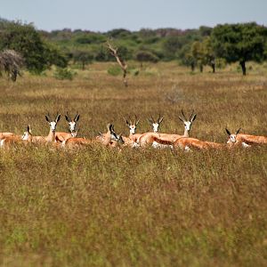 Group of Springbok in Namibia