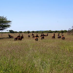 Herd of Sable Antelope
