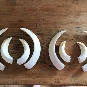 Wild Boar Tusks