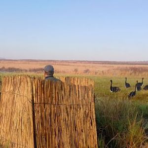 Spurwing Geese Hunt South Africa