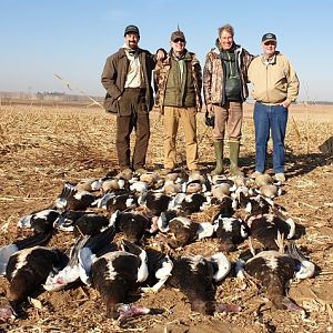 Success on South African Spurwing Geese!
