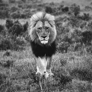 Lion South Africa