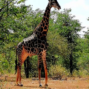 Dark Giraffe Bull South Africa