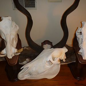 Warthog, Hartmann's Mountain Zebra, Bushpig European Skull Mounts & Kudu Horn Mount