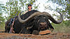 1-trophy-of-the-year-2012-goes-to-sharon-skappak-with-her-magnificent-46-inch-buffalo.jpg