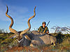 13-southern-greater-kudu-esterban-camarena.jpg