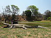 14_1_croc_-_Zimbabwe_October_2013.JPG