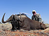 15-one-of-the-biggest-black-wildebeest-bulls-taken-this-year-amazing-beto-well-done.jpg