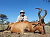 1b-red-hartebeest.jpg