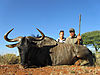 3-crystal-shane-blue-wildebeest.jpg