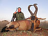 36-oscar-red-hartebeest.jpeg