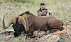 42a-black-wildebeest-carlos.jpg