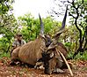 52_inch_eland_bull.JPG