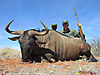 91-borre-and-tracker-jack-blue-wildebeest.jpg