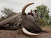 Abel-Guerra-and-PH-Garth-Robinson-with-86-lbs-tusker.jpg