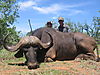 BUFFALO_1_Savanna_Hunting_Safaris.jpg
