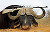 BUFFALO_41X18_INCH.jpg