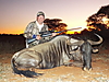 Best_Blue_Wildebeest_at_Sunset.JPG