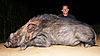Big-118kg-Bushpig-Boar.jpg