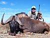 Black_Wildebeest_Alejandro_Gomez.jpg