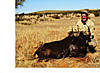 Black_Wildebeest_Namibia.jpg