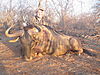 Blue_Wildebeest-Limpopo-SA.JPG