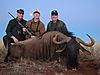 Blue_Wildebeest-_Bill_Jim_Jeff_.JPG