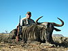 Blue_Wildebeest5.JPG