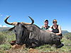 Blue_Wildebeest_-_Andrew_Harvey_Safaris.jpg