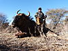 Blue_Wildebeest_2.JPG