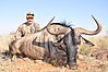 Blue_Wildebeest_John_Kifer.jpg