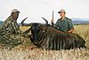 Blue_Wildebeest_Sean_Jumper_.JPG