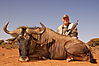 Blue_Wildebeest_Tex_Janecek_.JPG