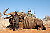 Blue_Wildebeest_Tripp_Baber_.JPG